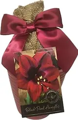 Daylily Nursery Elegant Black Pearl Amaryllis Gift Growing Kit, Deluxe E...