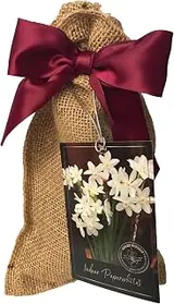 10 Ziva Paperwhites! -in Beautiful Burlap Gift Bag! Indoor Narcissus: Na...