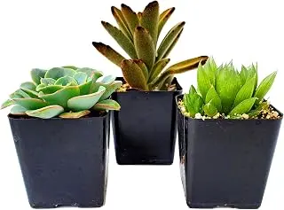 FATPLANTS Succulent Plants in Gift Box | Rooted in 2 inch Planter Pots w...