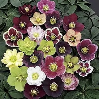 3 Containers of Mixed Lenten Rose/Hellebore in 2.5 Inch Pots- Great for ...