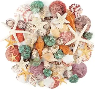Jangostor Sea Shells Mixed Ocean Seashells, 1.2