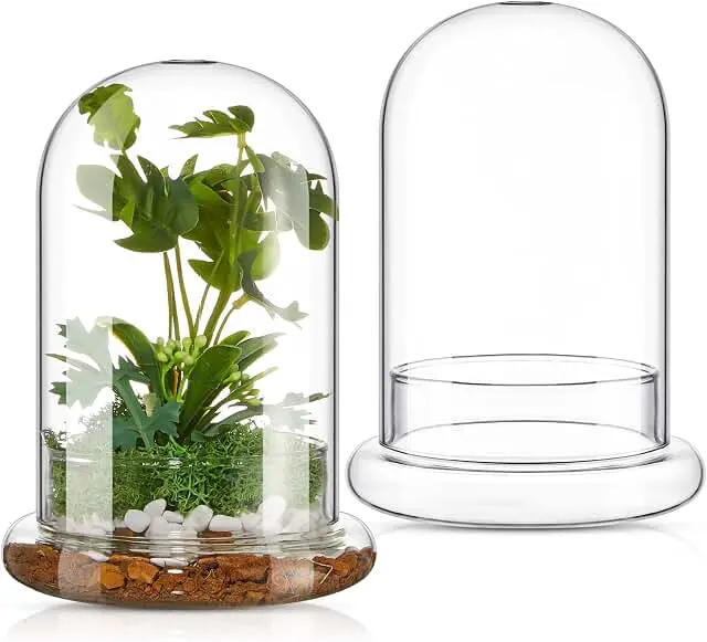 2 Pcs 5.9 x 7.9 Inch Glass Terrarium Clear Terrarium Planter Container G...