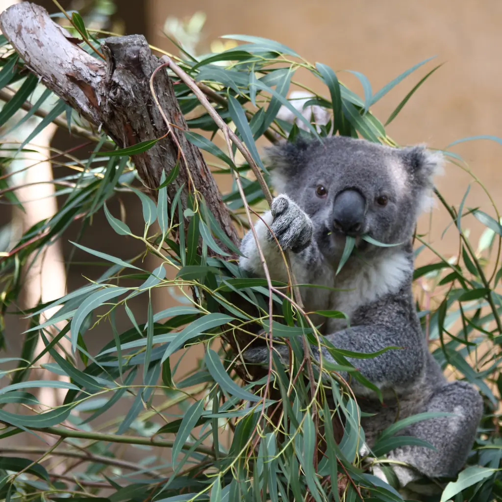 A koala eating eucalyptus leaves.