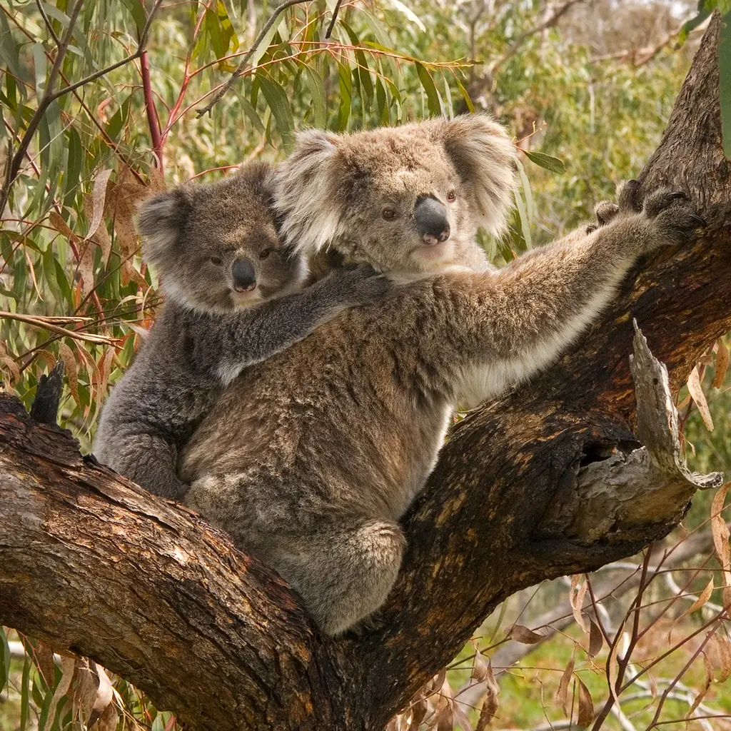 A koala with a joey on a branch.