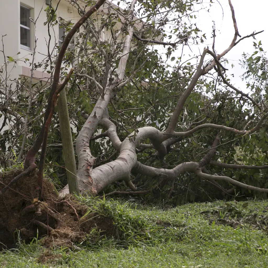 Trees uprooted by Typhoon Neoguri on Okinawa.